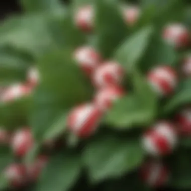 Peppermint leaves close-up showcasing their vibrant color and texture