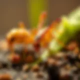 A close-up view of common pests found in Beaverton.