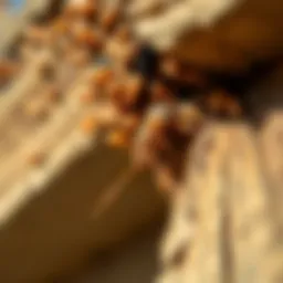 Termites infesting a wooden structure