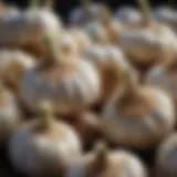 A close-up of fresh garlic bulbs showcasing their texture and color.