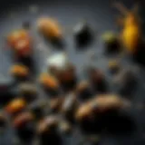 A diverse range of common household pests