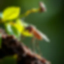 Genetically modified mosquito in natural habitat