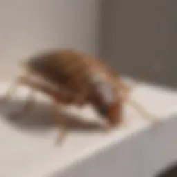 Harris Bed Bug Killer product on a shelf