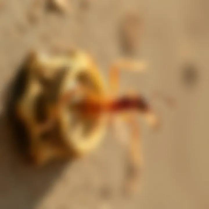 Illustration showing the mechanism of an ant bait trap