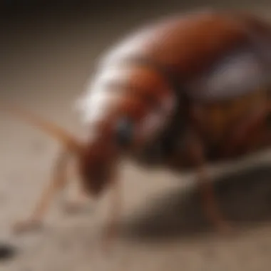 Behavioral patterns of German cockroaches