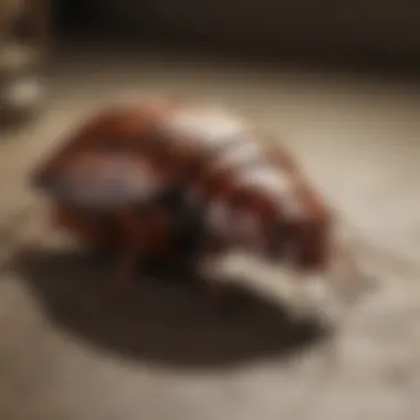 Effective Pest Control Strategies Pest control strategies against German cockroaches