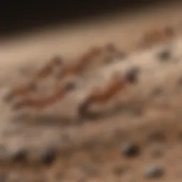 Close-up view of Argentine ants on a surface