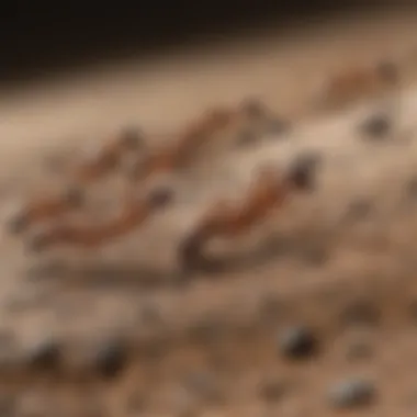 Close-up of Argentine Ants Close-up view of Argentine ants on a surface