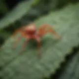 Close-up view of spider mites on a leaf