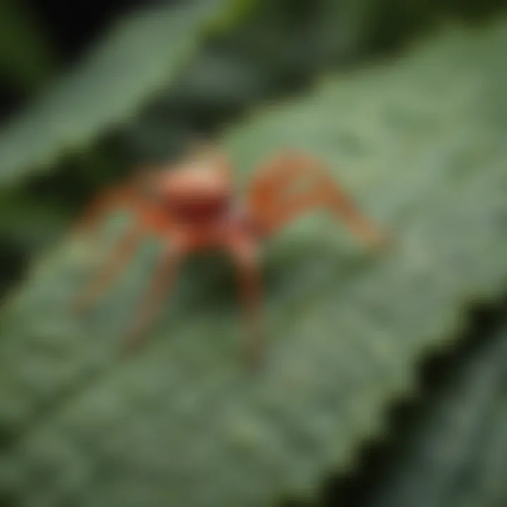 Close-up view of spider mites on a leaf