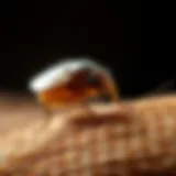 Close-up of a flea on a pet's fur
