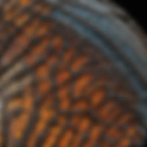 Close-up of a butterfly showcasing its intricate wing patterns