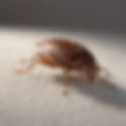 Close-up view of bed bug on mattress