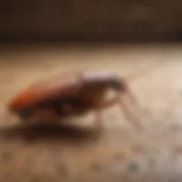 Diverse range of insecticides for cockroach control
