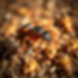 Detailed view of common pests found in Orange County