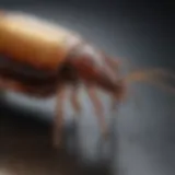 Close-up of Invict Gold Cockroach Gel application