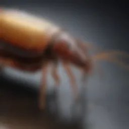 Close-up of Invict Gold Cockroach Gel application