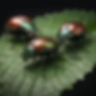 Close-up view of Japanese beetles on a leaf