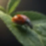 Vibrant ladybug on a green leaf