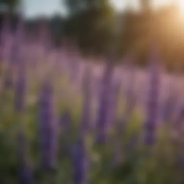 Close-up of lavender flowers