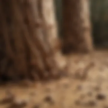 Close-up view of a termite colony in wood