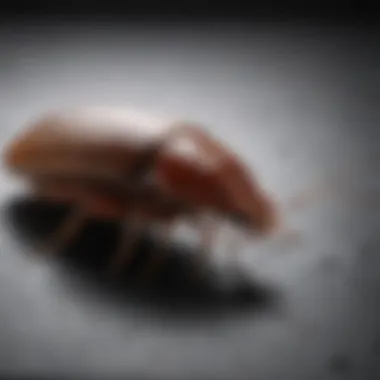 Understanding Cockroach Biology Infographic showing cockroach biology and behavior