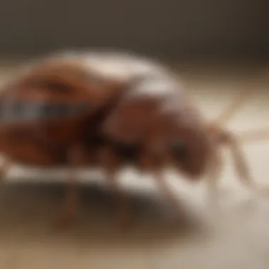 Effective Laundry Techniques for Bed Bug Management Effective laundry techniques for bed bug management