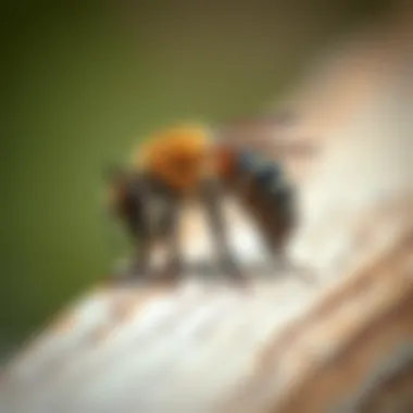 Sustainable Solutions for Bee Control Eco-friendly carpenter bee deterrents