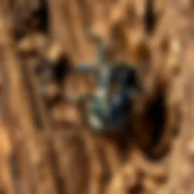 Locating Carpenter Bee Habitats Identifying carpenter bee nests in wood