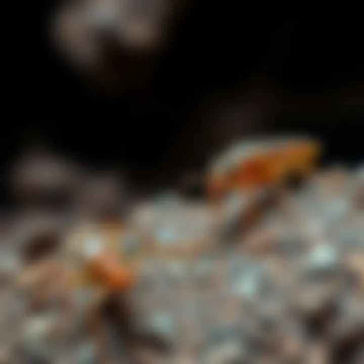 Common pests found in Tucson homes