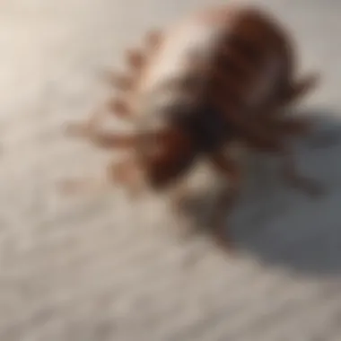Safety Considerations for Nuvan Bed Bug Strips Safety precautions for using Nuvan bed bug strips