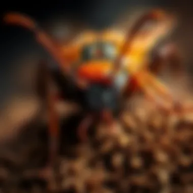 Common Pests in Spokane Region Common pests in Spokane region