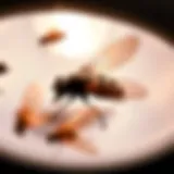 Close-up of a Pelsis fly light trap in action, showcasing its effectiveness in attracting flies.