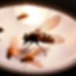 Close-up of a Pelsis fly light trap in action, showcasing its effectiveness in attracting flies.