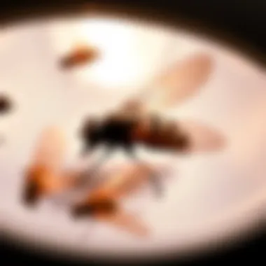 Close-up of a Pelsis fly light trap in action, showcasing its effectiveness in attracting flies.