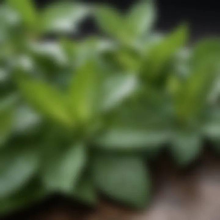 Close-up of peppermint leaves illustrating their distinct aroma and texture.