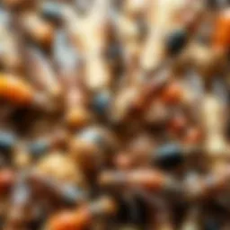 Close-up of various pests commonly found in food environments