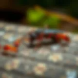 Diverse pests found in Beachwood, NJ