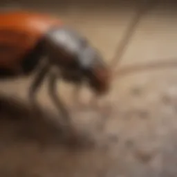 A close-up view of common pests found in Jacksonville, TX, including ants and cockroaches.