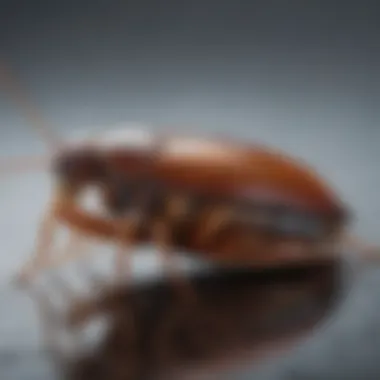 Comparative Analysis of Pest Control Solutions Comparison chart of pest control methods