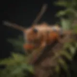 Common pest identification in Red Oak