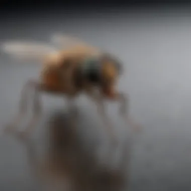 Understanding the Life Cycle of Phorid Flies Infographic on phorid fly life cycle