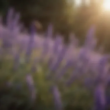 Lavender: A Natural Wasp Deterrent A vibrant lavender plant known for its wasp-repelling properties.