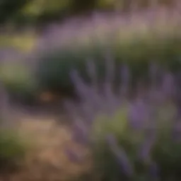 Lavender plant thriving in a garden