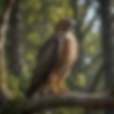 The Hawk: A Vigilant Predator A majestic hawk perched on a tree branch, observing its surroundings.
