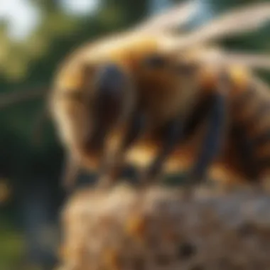 Sustainable Bee Management Practices Eco-friendly methods for bee management