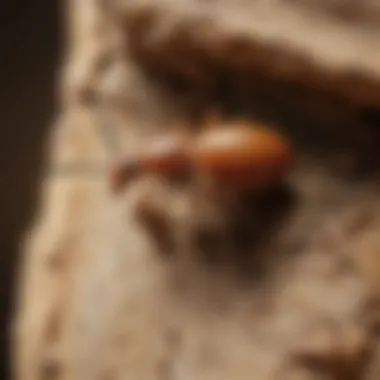 Detailed look at termite anatomy