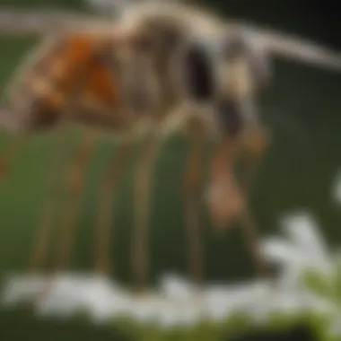 Demonstration of spraying technique for effective mosquito control.