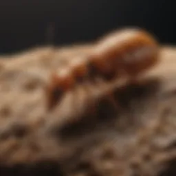 Detailed view of termite anatomy