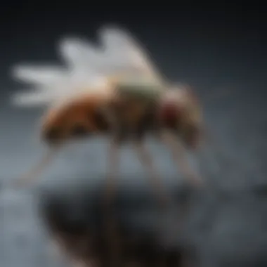 Guidelines for Safe Spray Usage Safe application of insect sprays